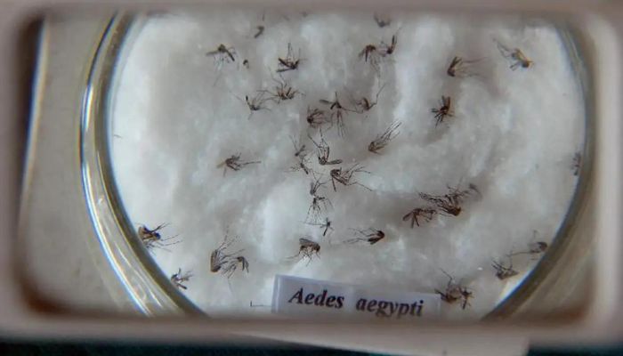 Casos de dengue no Brasil aumentam 15,8% em 2023 